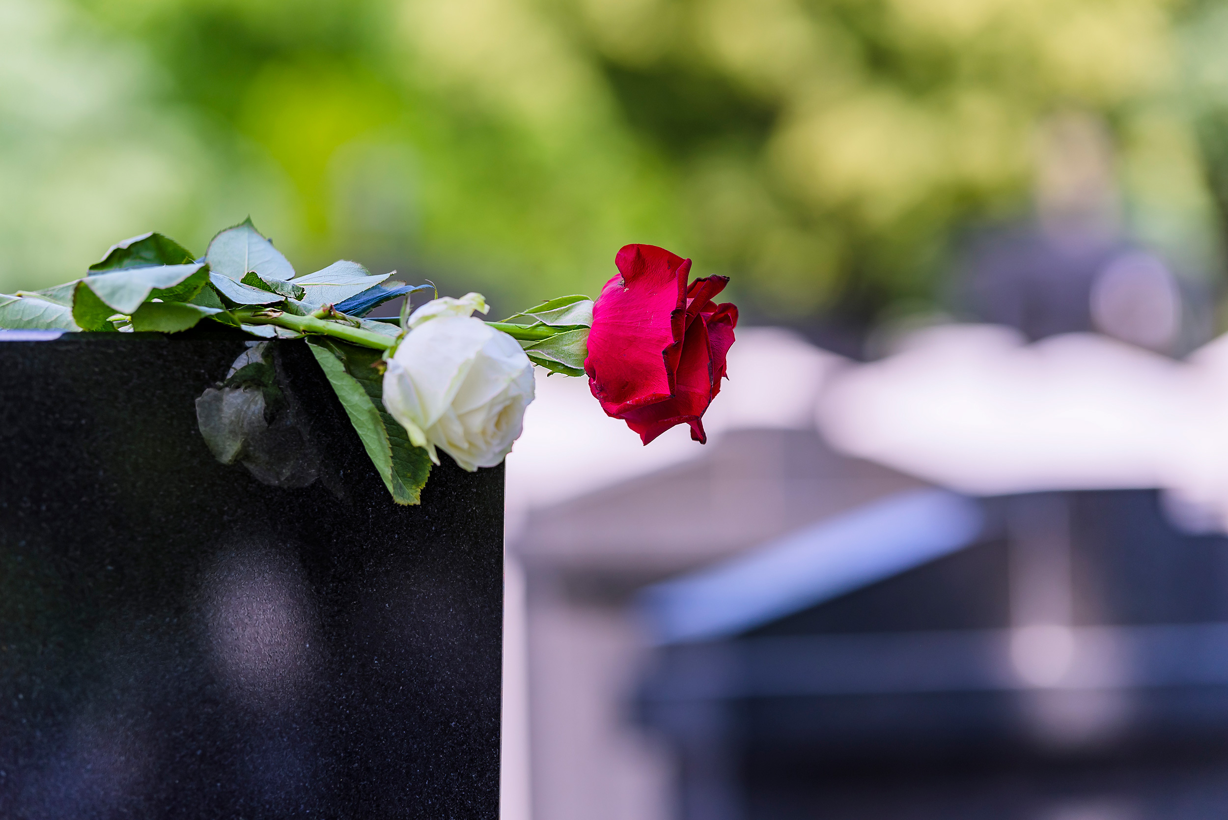 A white rose and red rose rest on a tombstone. Survivors of Social Security Disability benefits recipients can sometimes also receive benefits.
